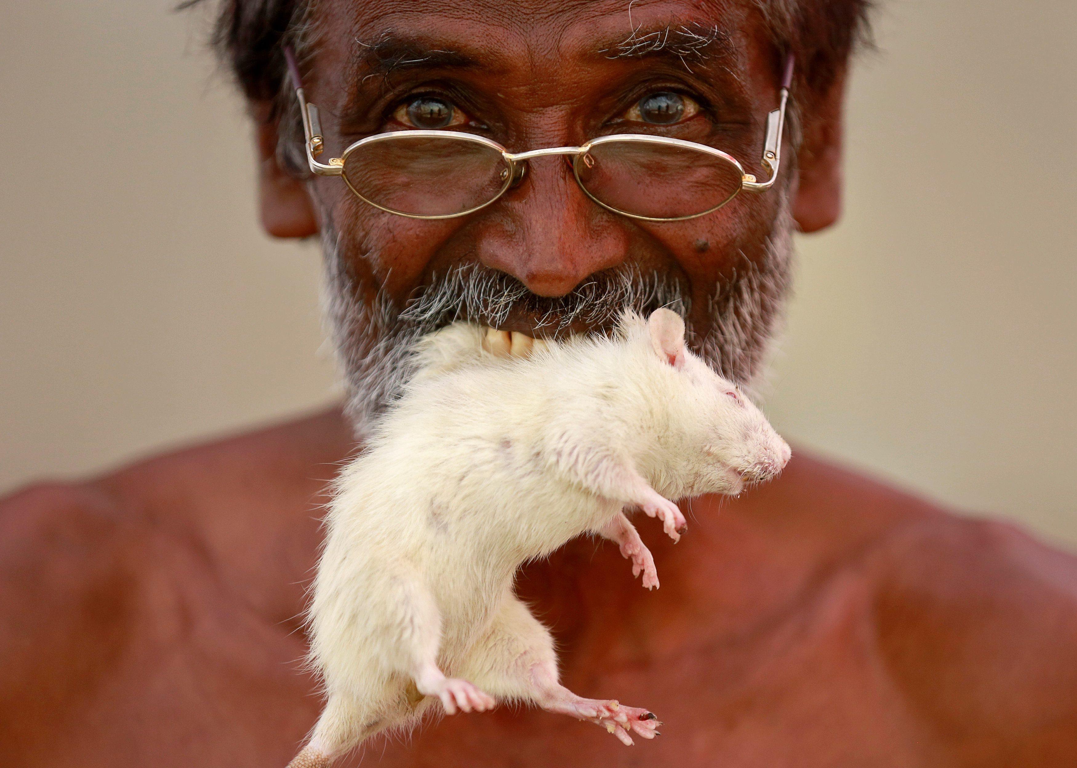 A farmer from the southern state of Tamil Nadu poses as he bites a rat during a protest demanding a 