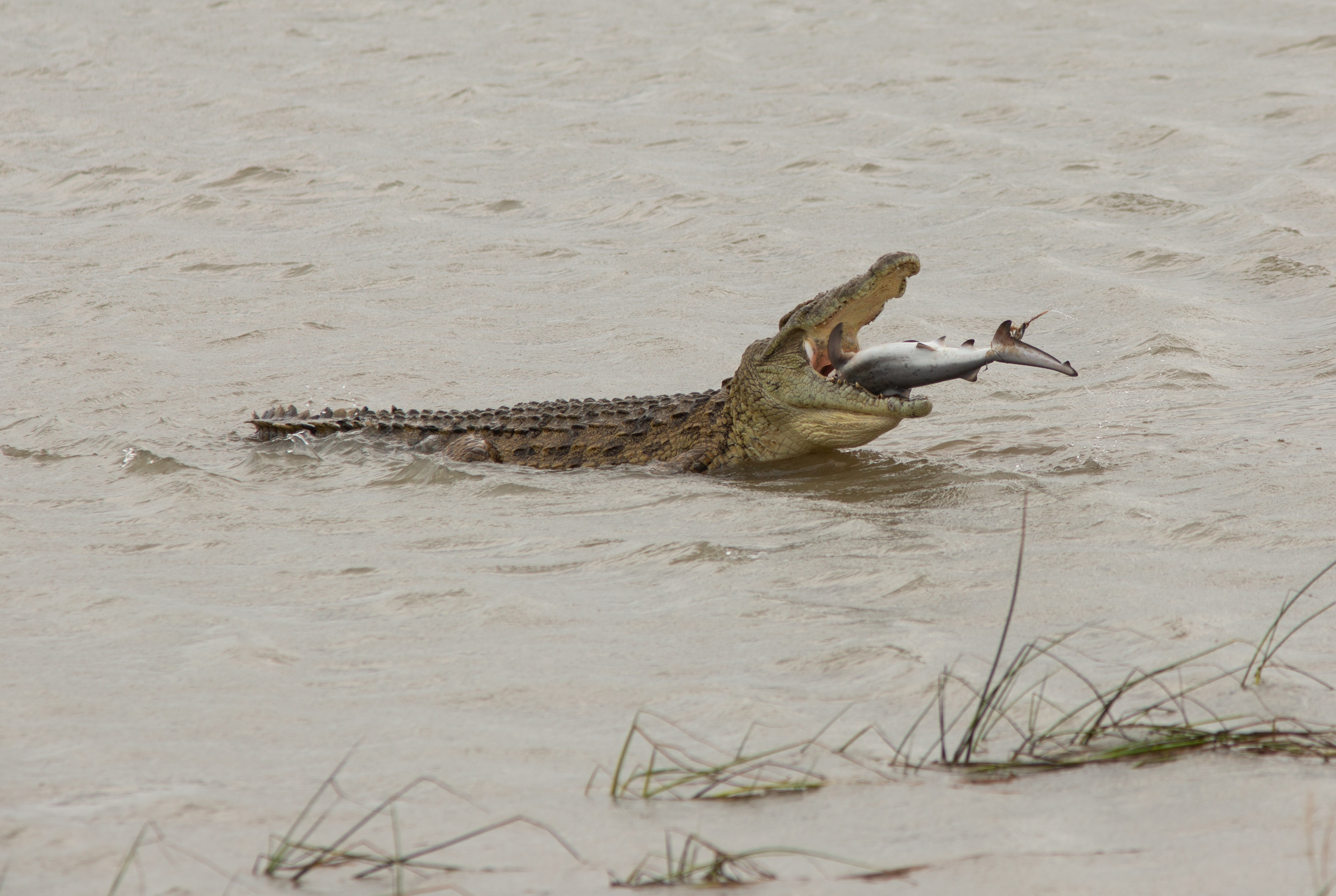 фото крокодил в реке