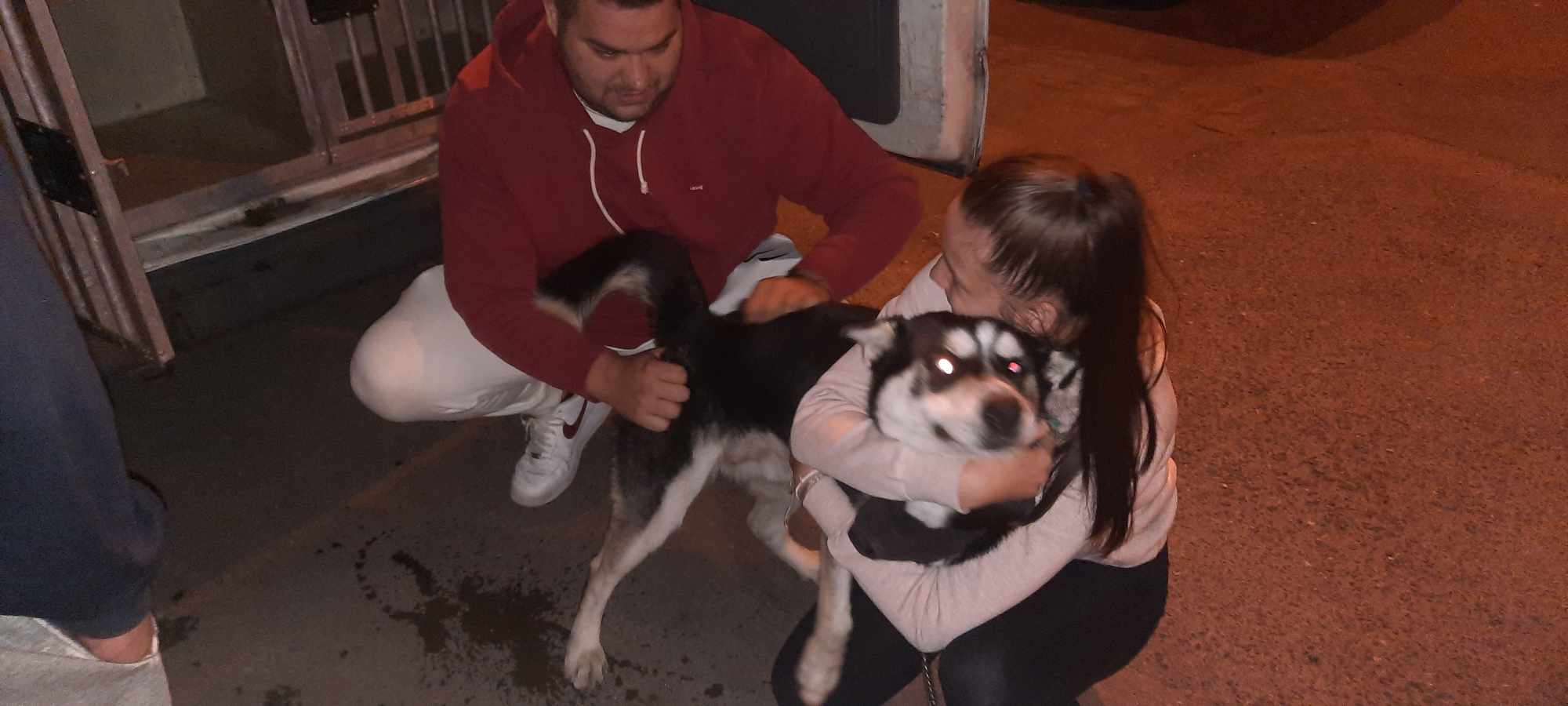 240 kilométerre az otthonától találták meg a Szabolcsból elrabolt kutyát: 2 méter magas kerítés mögül emelték el a huskyt