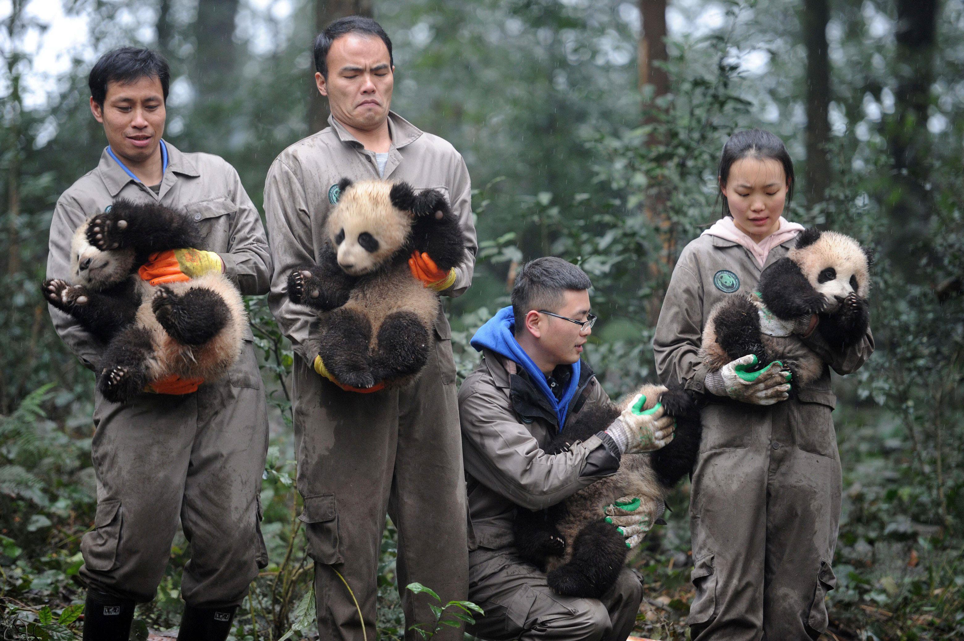 Researchers hold giant panda cubs during an event to celebrate China's Lunar New Year in a research 