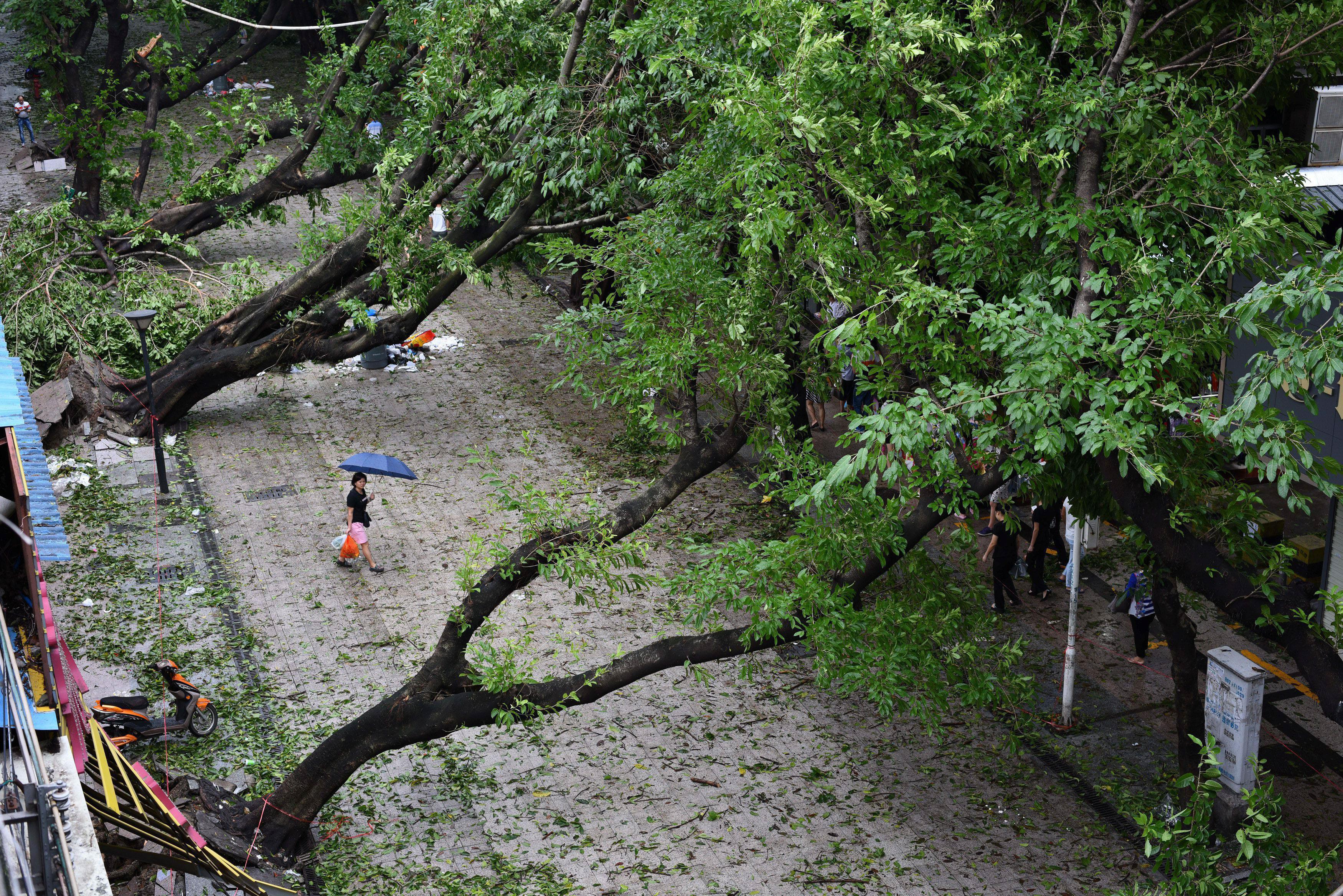 A woman walks past unrooted trees after Typhoon Nida in Shenzhen