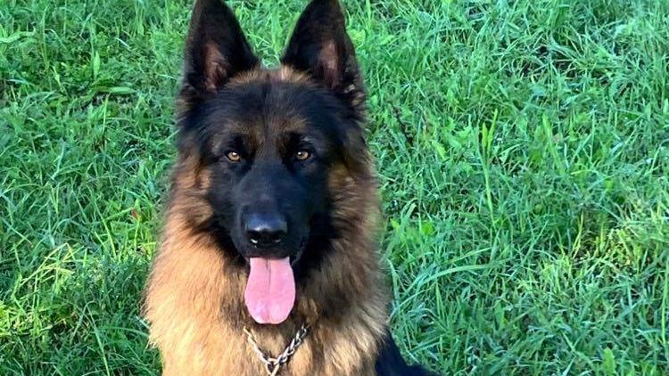 Mit tegyünk, ha megcsípi a kutyánkat egy darázs vagy kullancs? Egy állatorvos tanácsai a gazdiknak