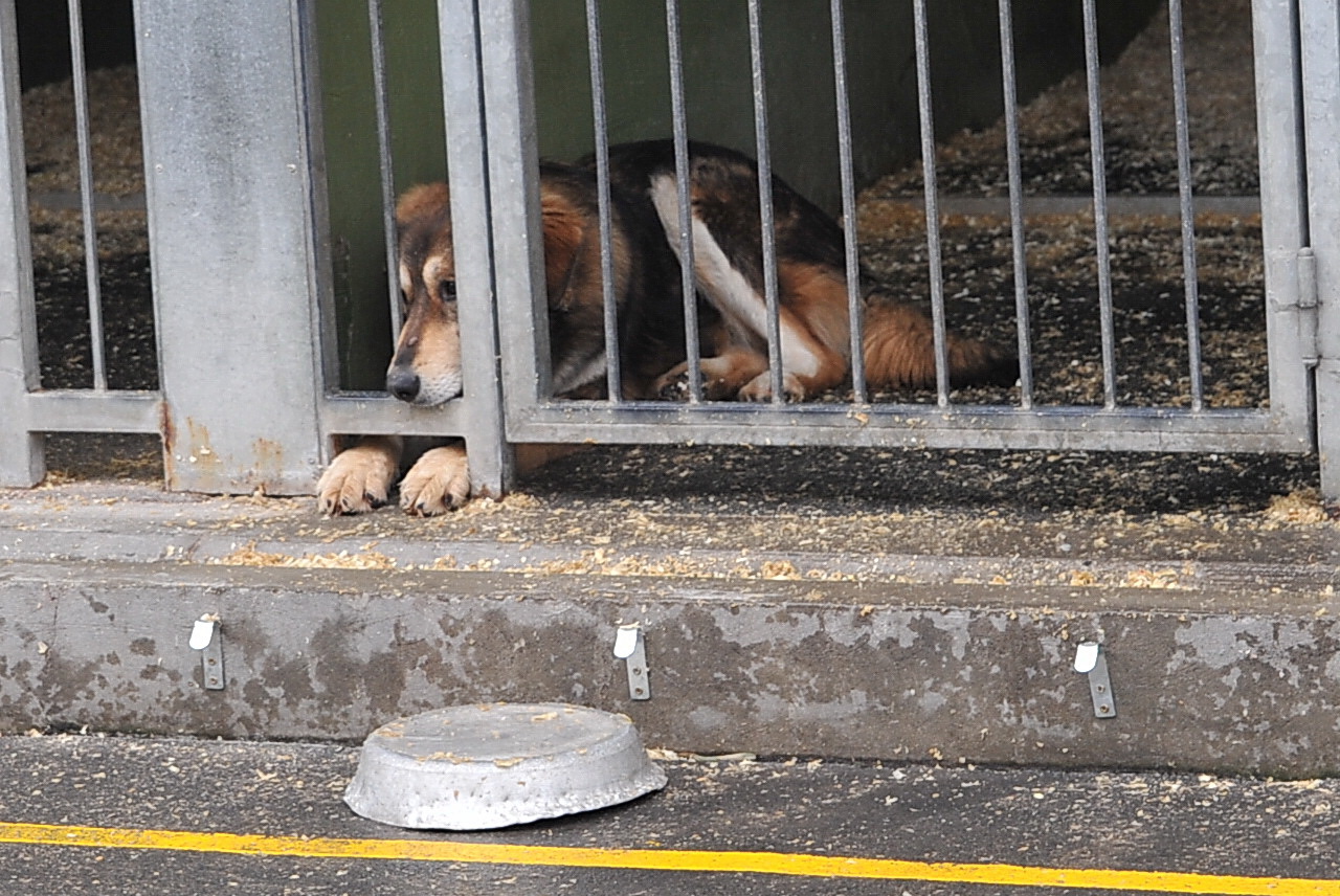 Állatok világnapja: hogyan óvjuk kedvenceinket és hogyan segíthetünk a menhelyi kutyákon?
