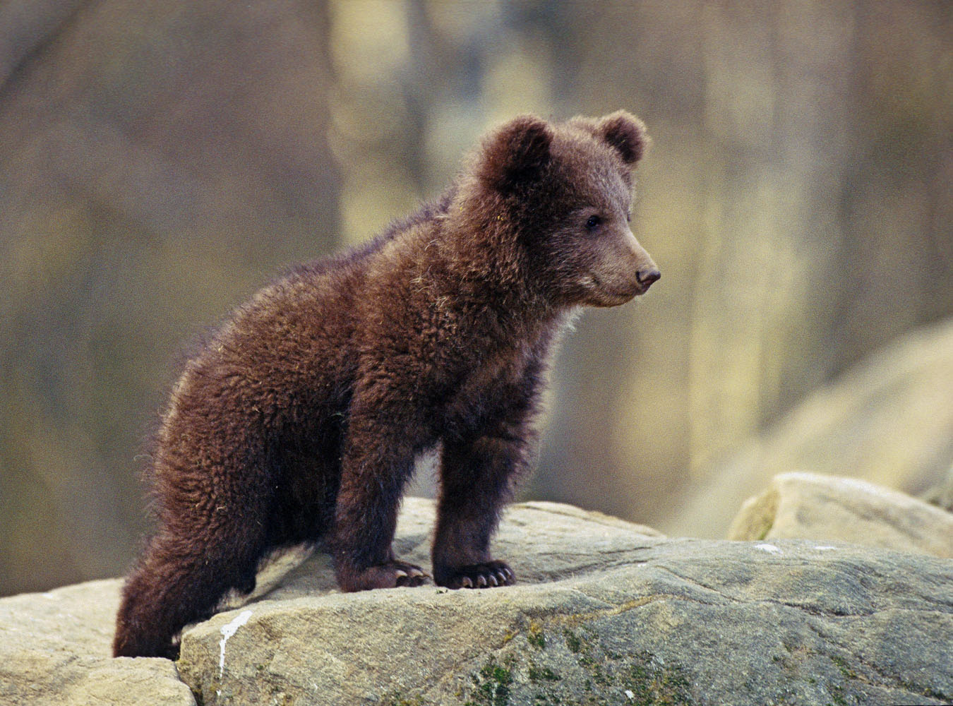 WWF zamierza odnowić 40 ha starych, zagubionych w bieszczadzkich lasach sadów specjalnie dla niedźwiedzi.