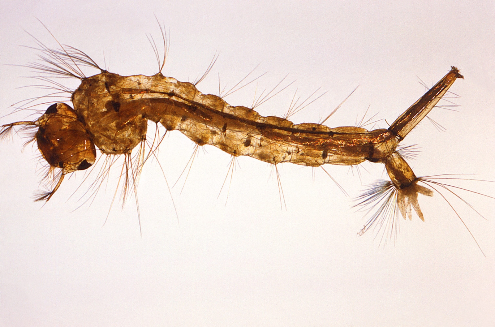 Larwa Culex quinquefasciatus, która wkrótce wyrośnie na groźnego komara