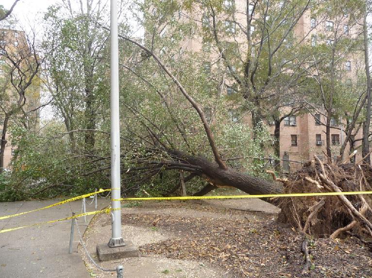 ozdobińska Skutki huraganu Sandy drzewo zabezpieczenia