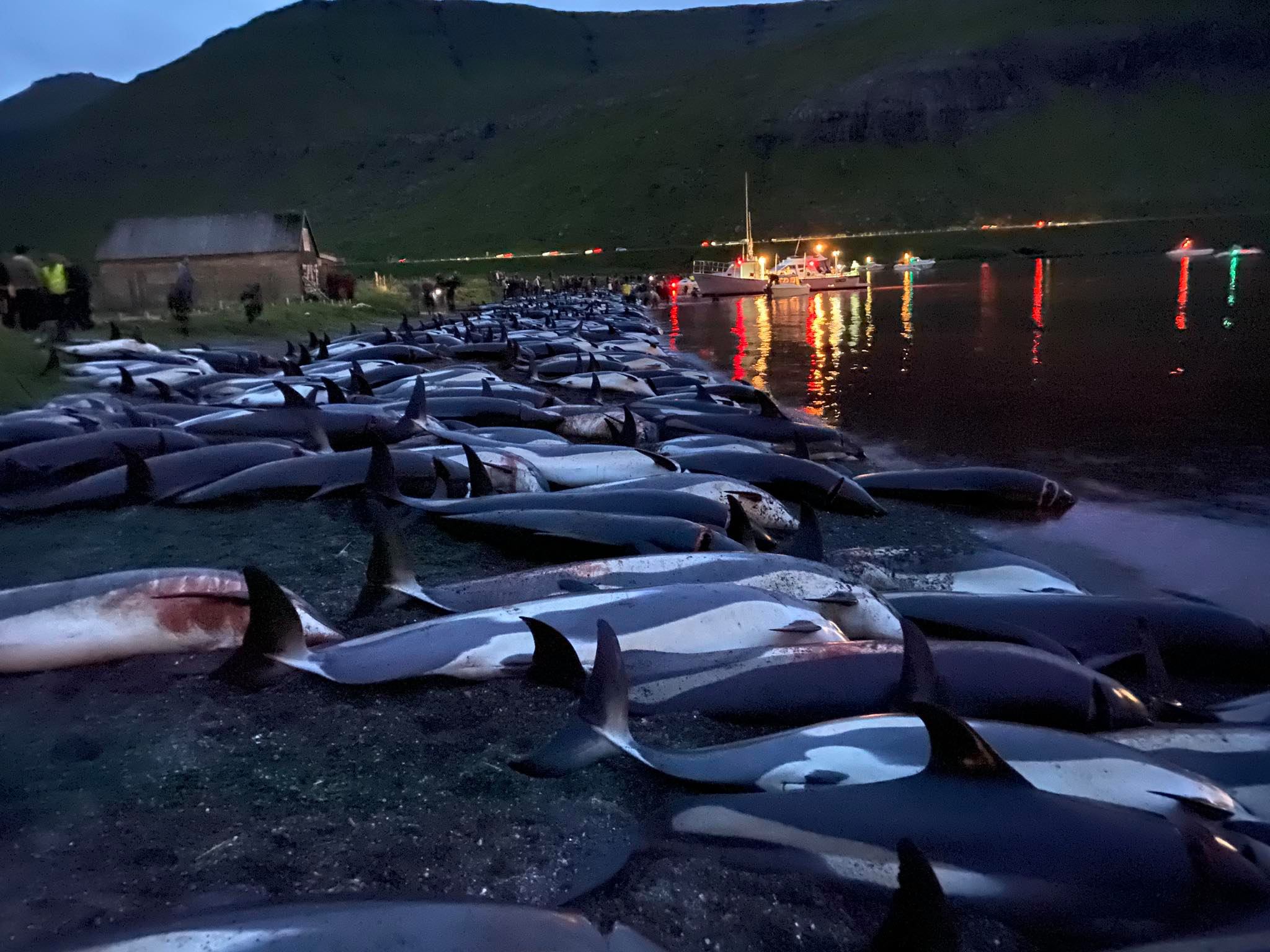 Rzeź delfinów na duńskich Wyspach Owczych