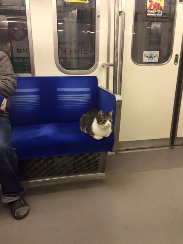 Egy macska vette át az uralmat tokiói metróban - Blikk