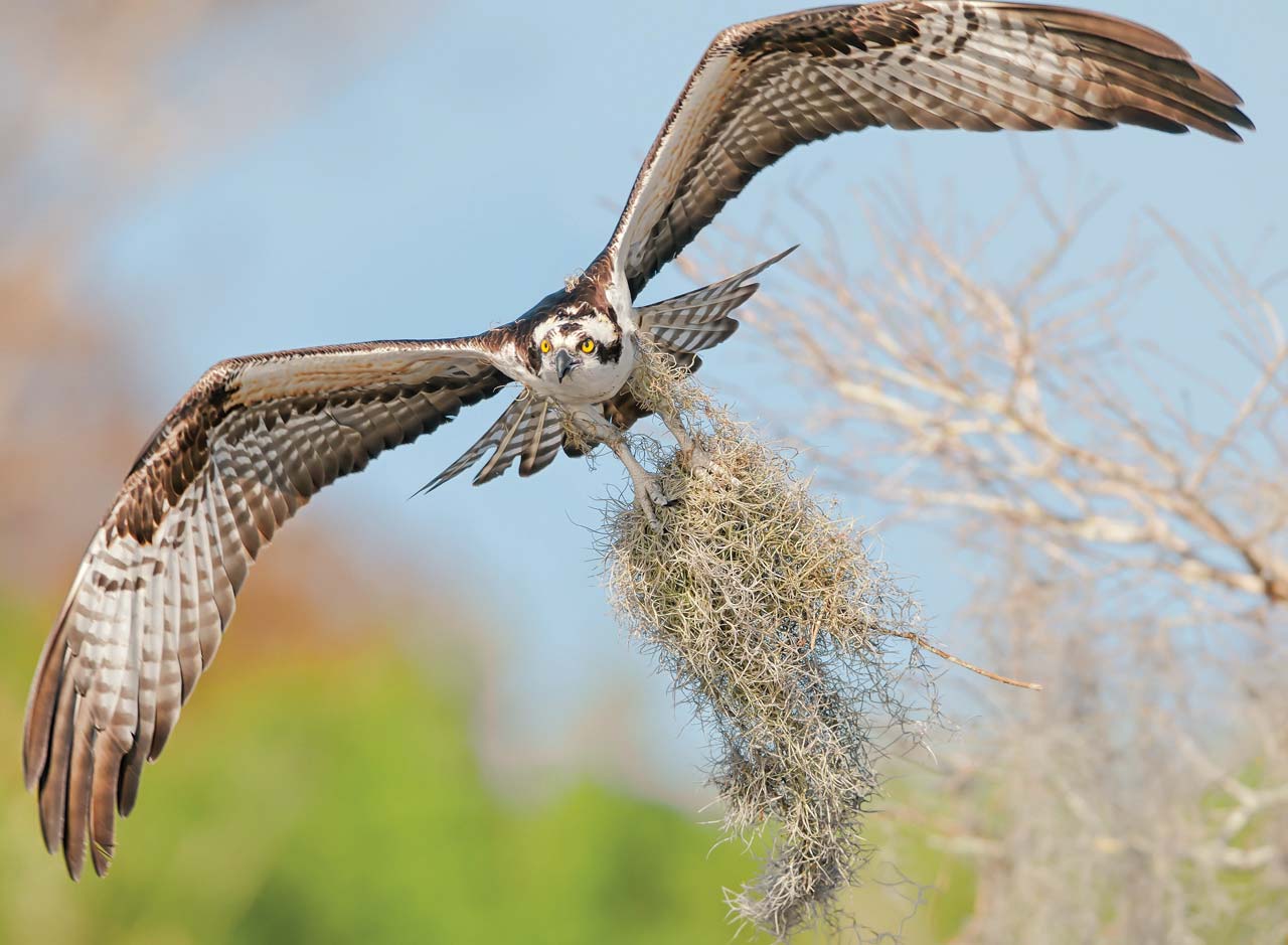 An Osprey collecting moss to build its nest. (Britannica)