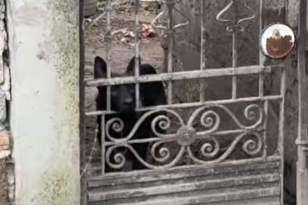 Horrorisztikus állapotok, kutyaszaporítót fogtak az állatvédők Dunavecsén: állítólag amerikai fegyveres erőknek adja el az állatokat