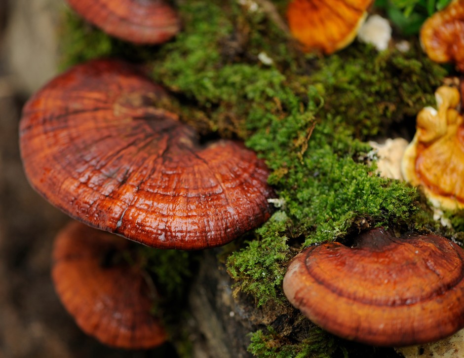 Grzyby Reishi