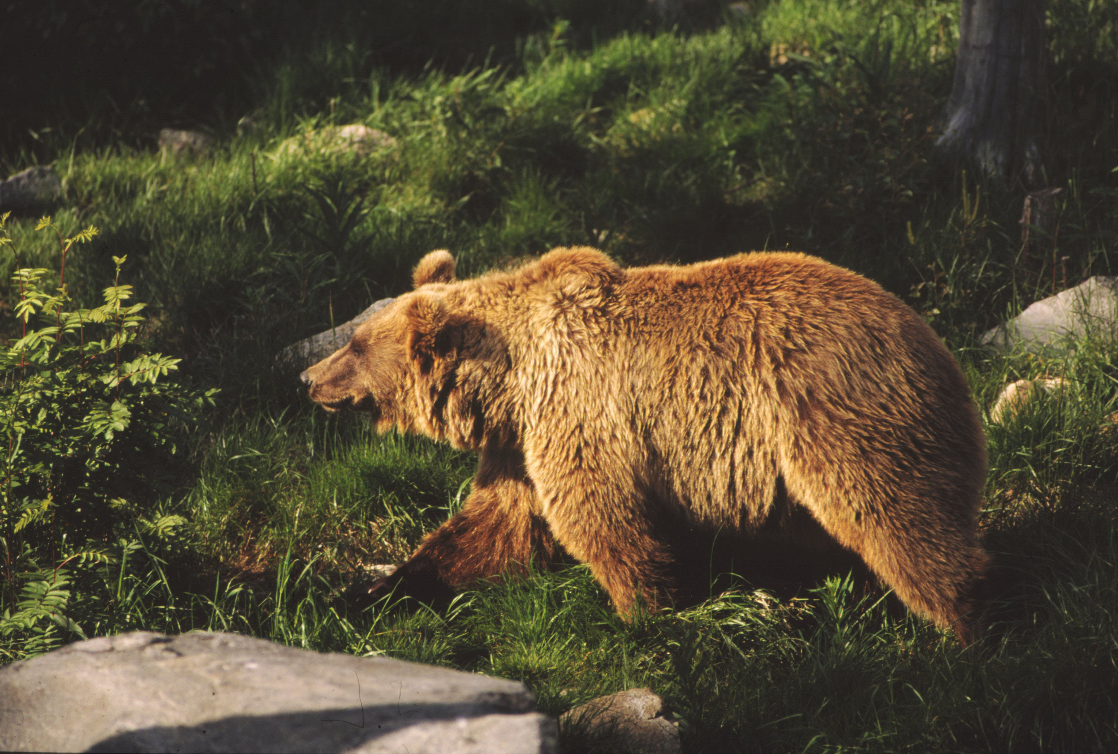 WWF zamierza odnowić 40 ha starych, zagubionych w bieszczadzkich lasach sadów specjalnie dla niedźwiedzi.