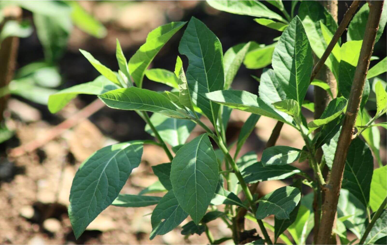 Bitter leaf contains nutrients that treats stomach ache [Pulse Nigeria]