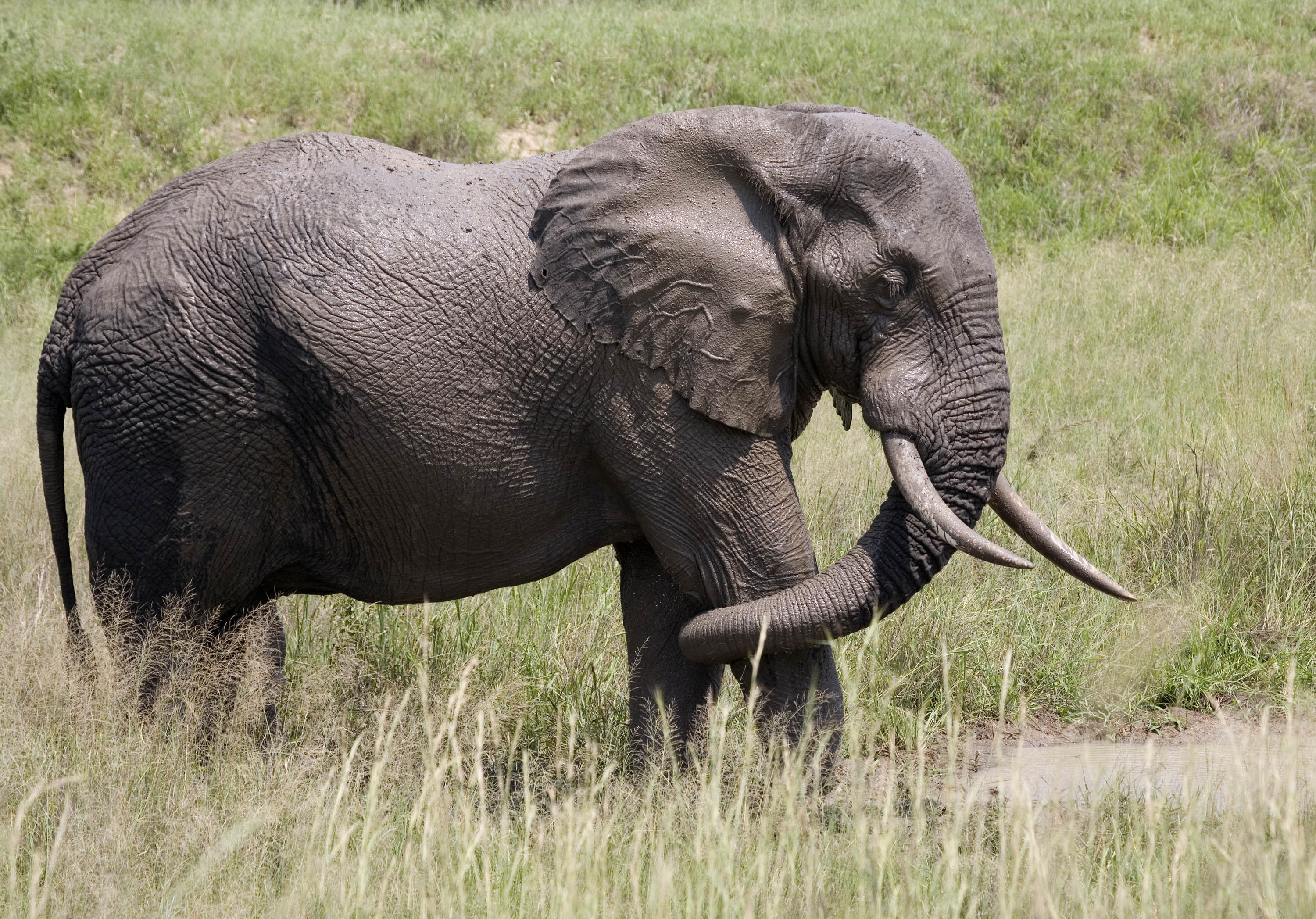 Elefánt fogyás