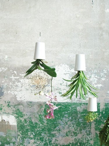 Sky Planter