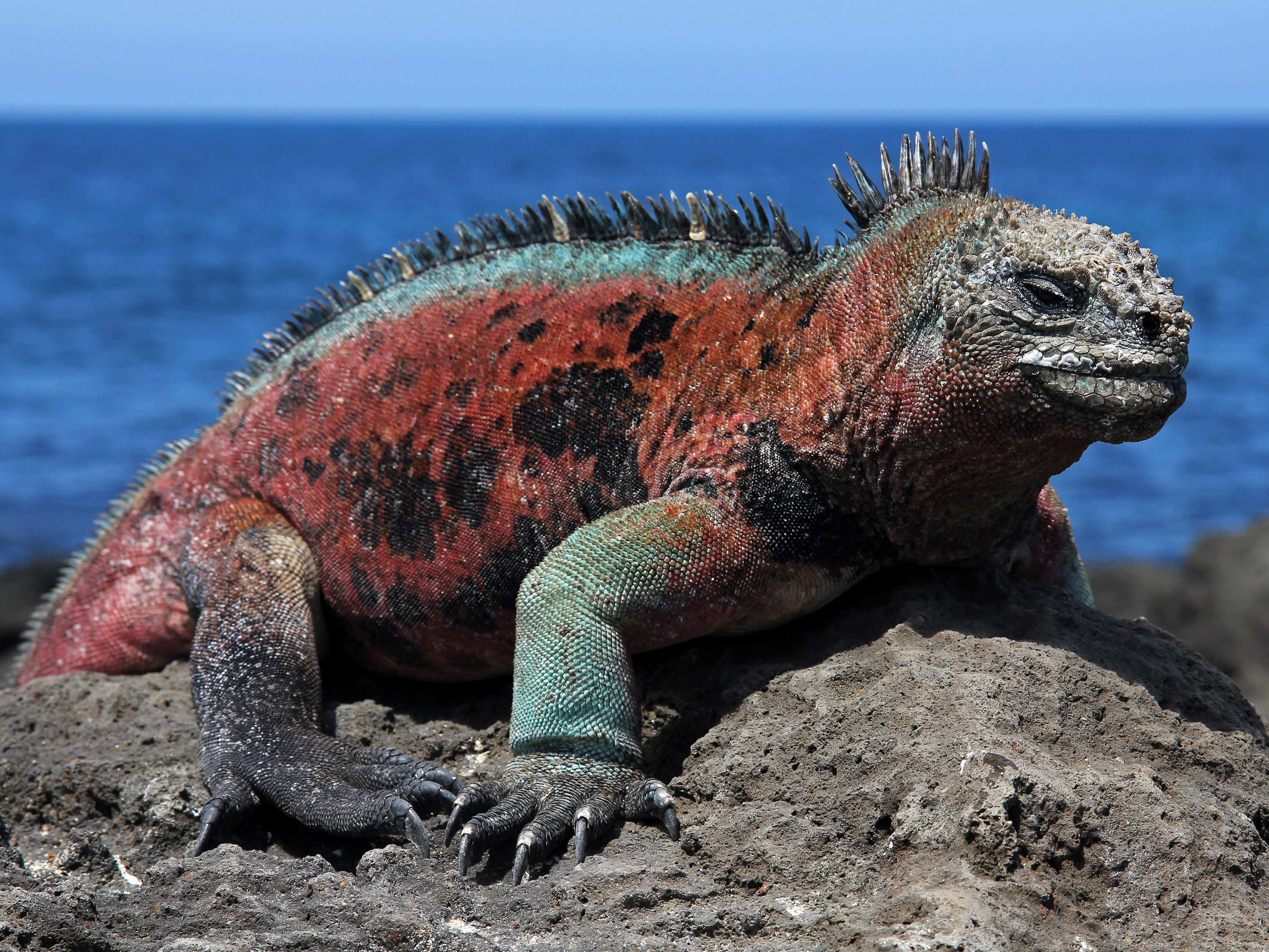 Wyspy Galapagos, legwan morski