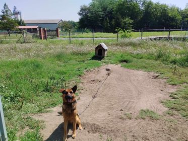 Tűző napra láncolta ki a kutyáját a kőgazdag tulajdonos, majd otthagyta, amíg nyaralni ment - az állatvédők hiába próbáltak segíteni, elzavarták őket