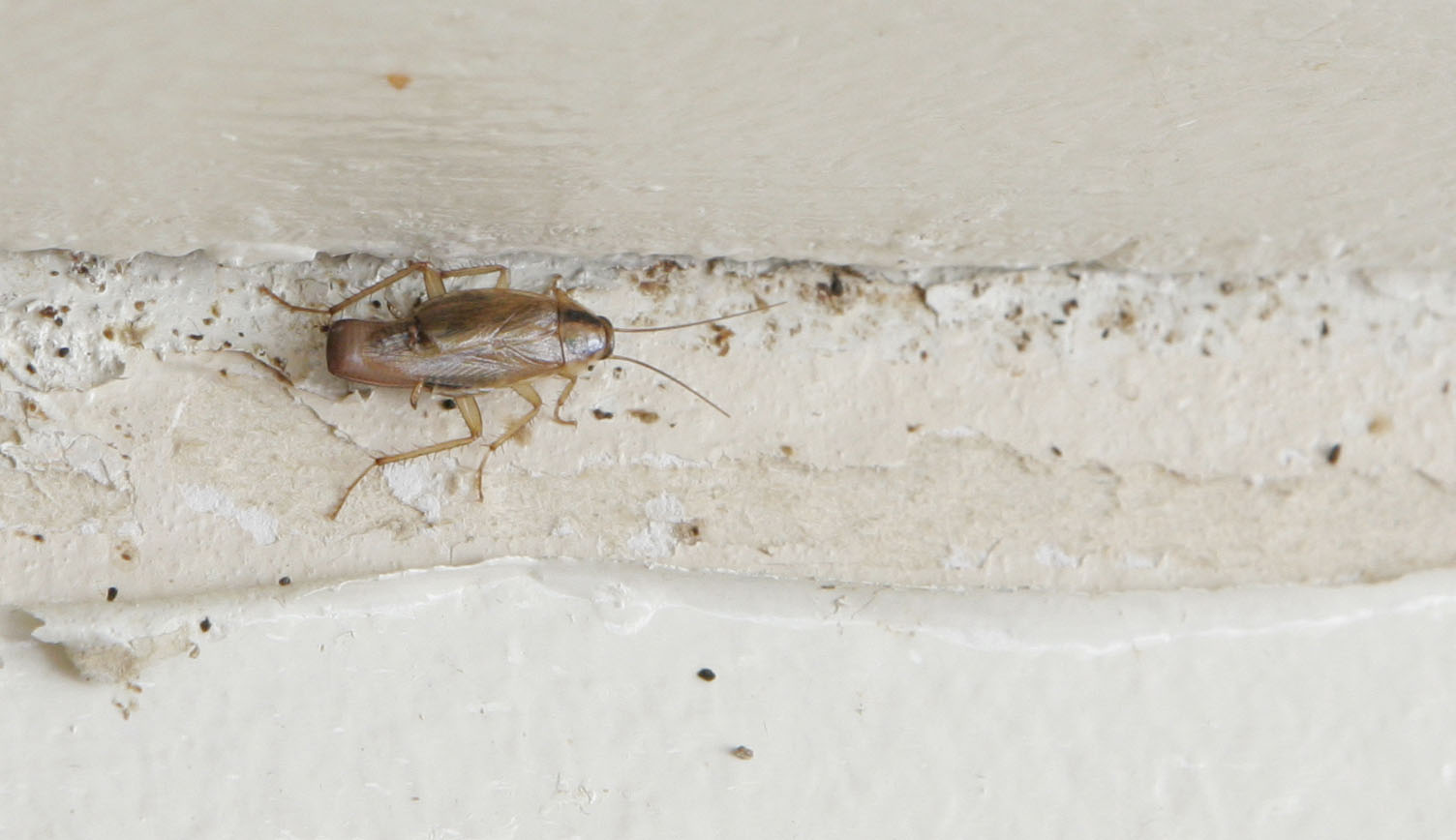 Rovarinvázió: ágyi poloskák lepték el a mozikat és tömegközlekedési eszközöket - videón a pokol