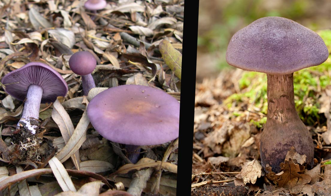 Kertben szedett gombából készített pörköltet az apjának a Vas megyei férfi - belehalt az idős ember