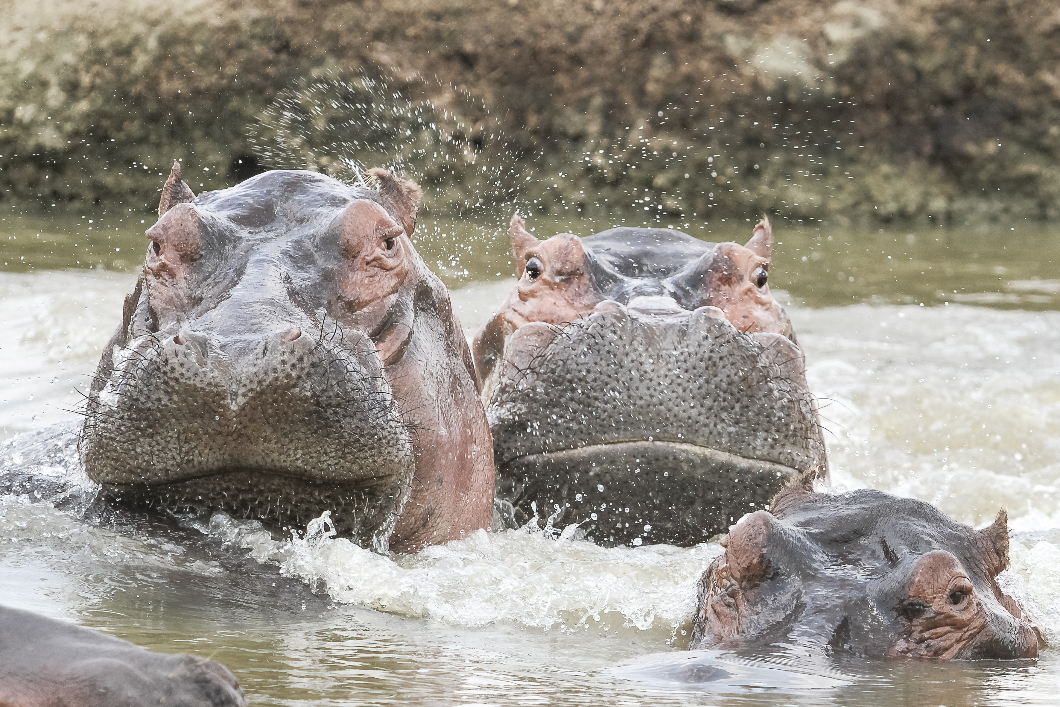 Pablo Escobarral még mindig csak a baj van Kolumbiában: folyamatosan szaporodnak a drogbáró vízilovai, már harminc éve küzködnek velük