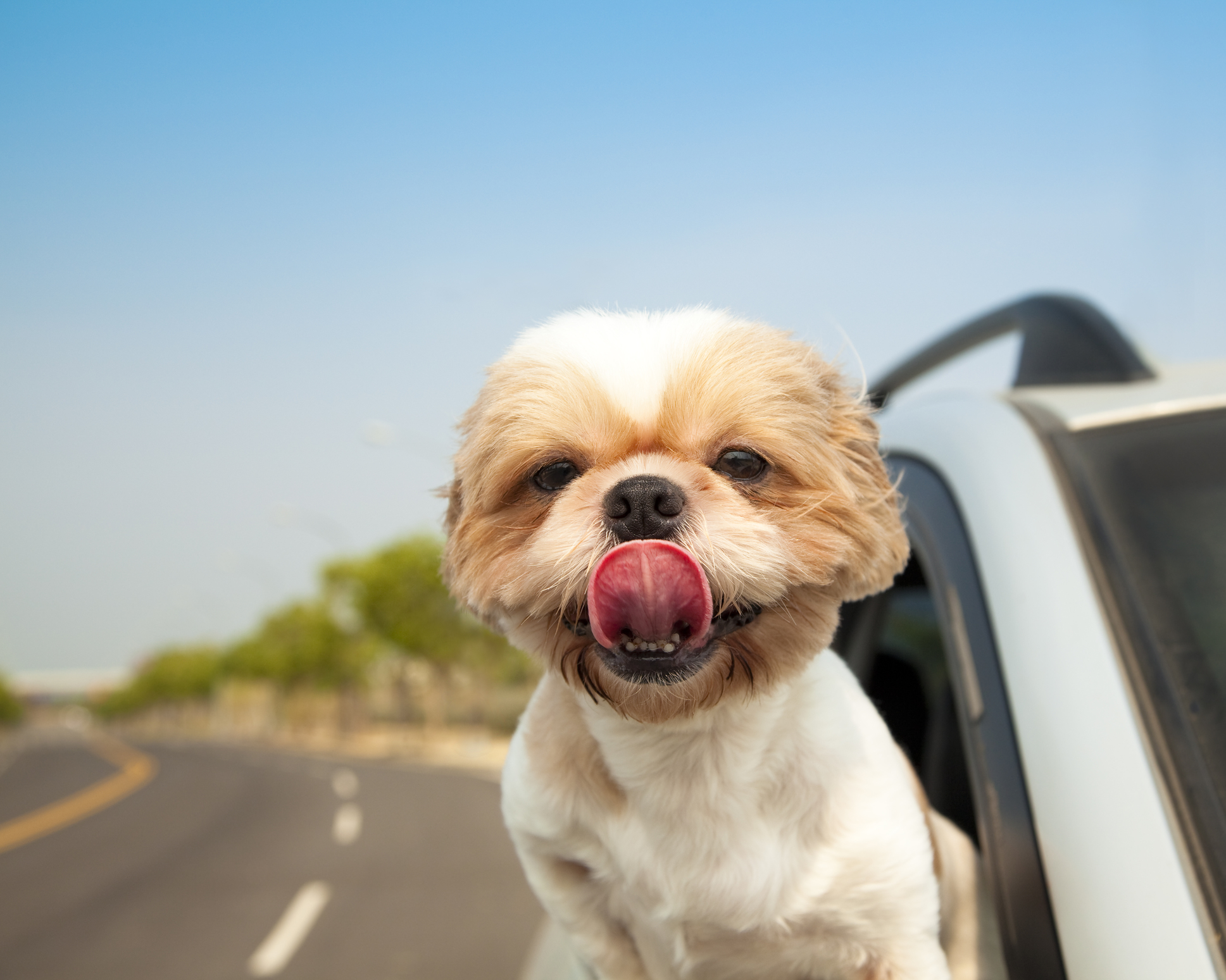 Napi cuki: nem akartuk elhinni, hány kutya fért el ebben az autóban - videó  - Blikk