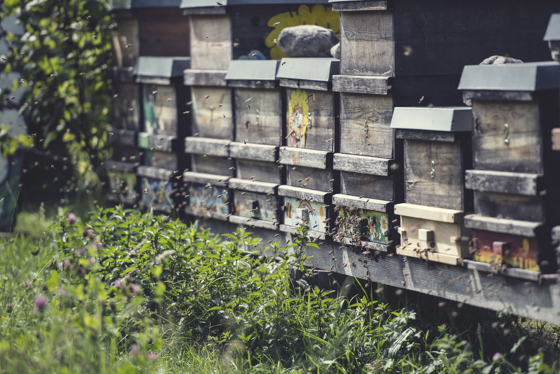 Pszczoły towarzyszą Austriakom nawet w miastach: w Wiedniu znajduje się aż 6 tysięcy uli.