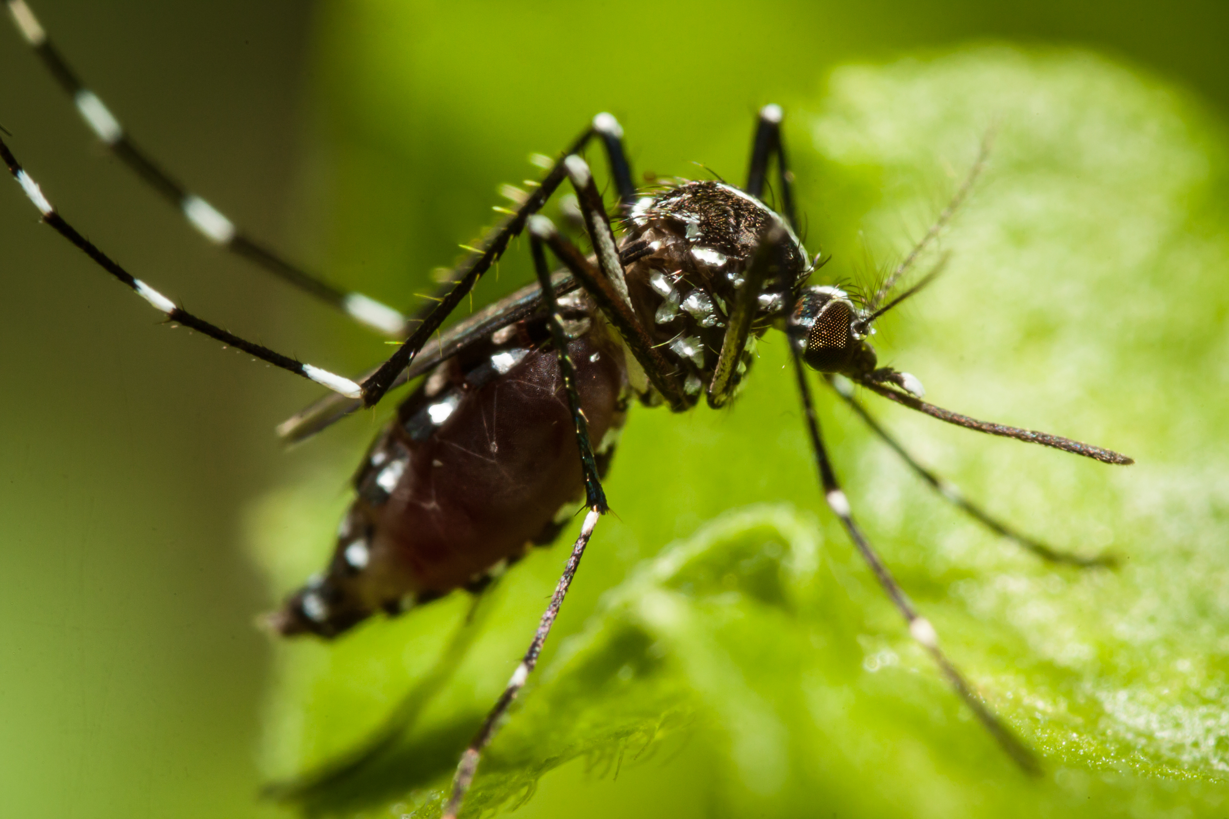 Czy ultradźwięki działają na komary?