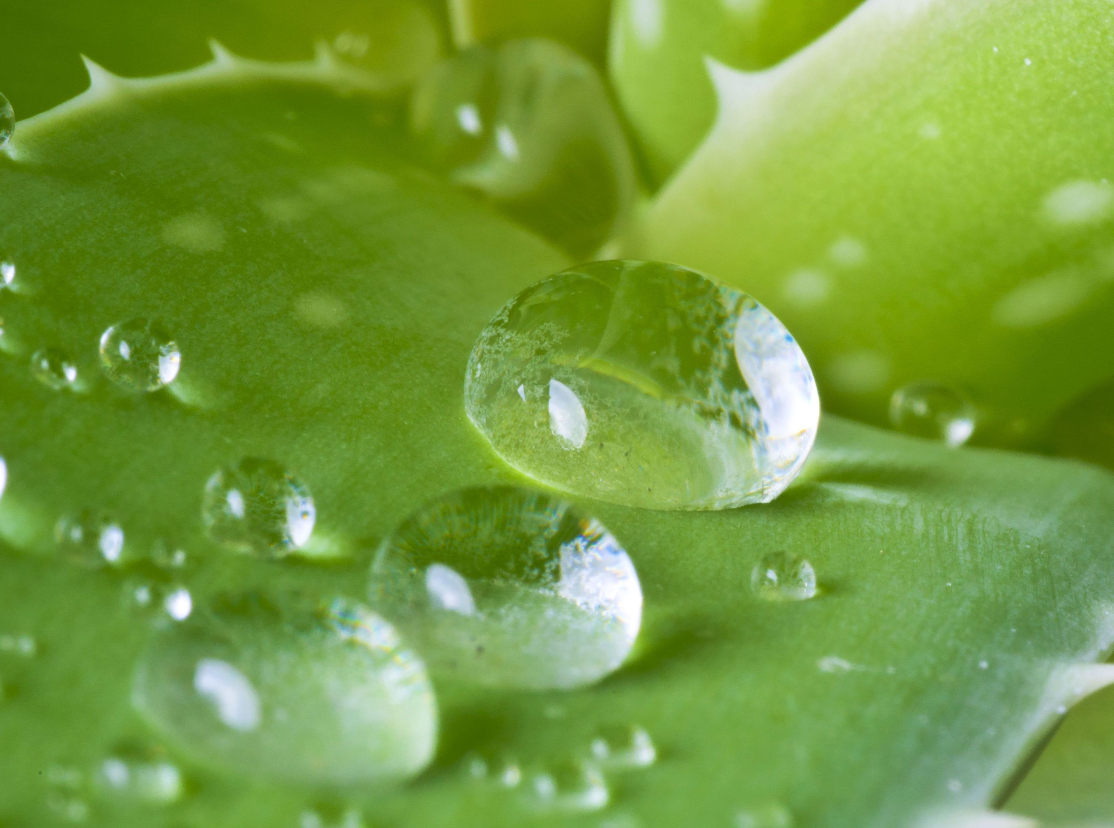 Aloes