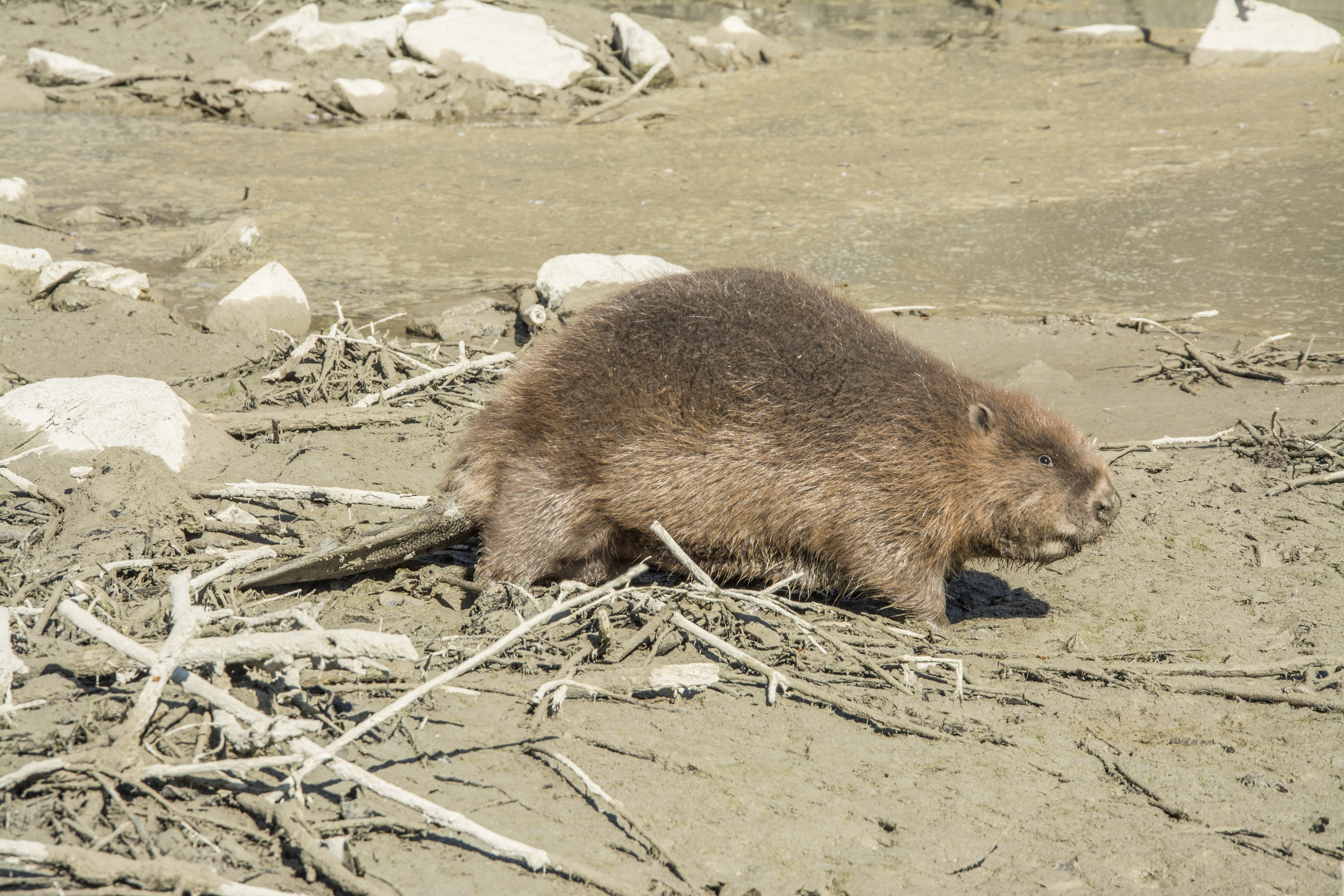 600 hód kilövésére adtak engedélyt Győr-Moson-Sopron Vármegyében: ez vár az állatokra