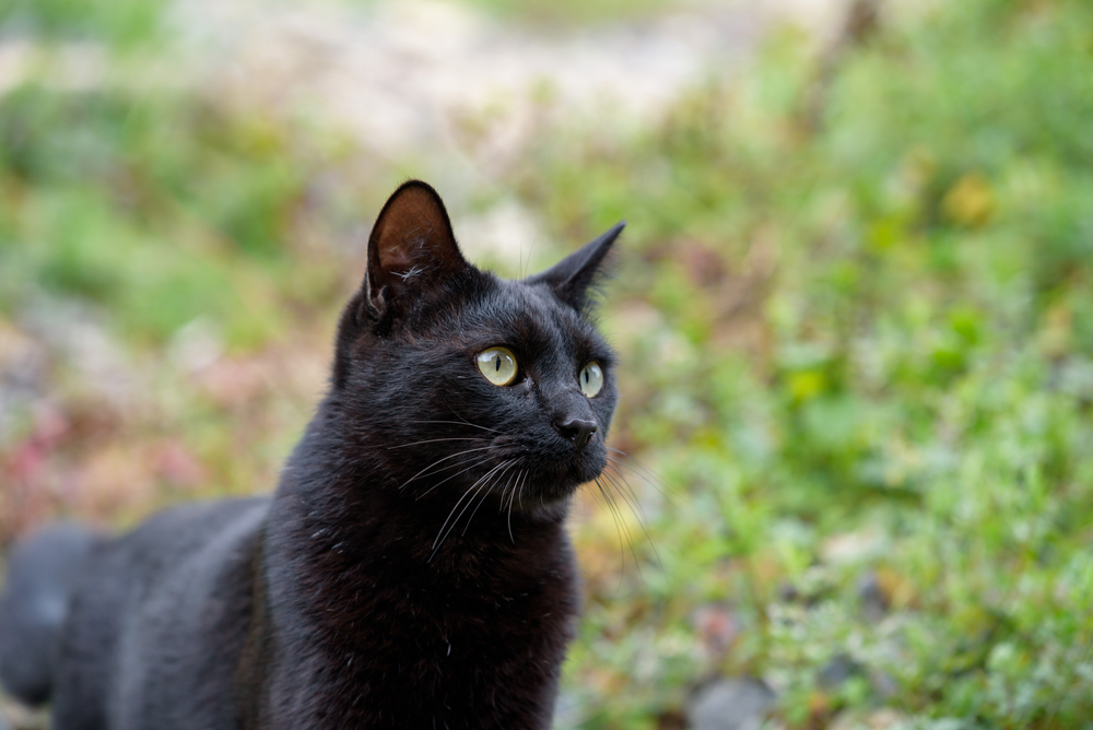 Szívmelengető: mentősök segítettek egy eszméletlen fekete cicán Szolnokon |  EgészségKalauz