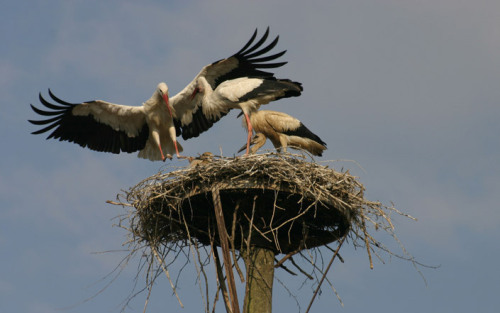 Különleges lakója van a debreceni szeméttelepnek: ez a gólya nem hajlandó elhagyni Magyarországot