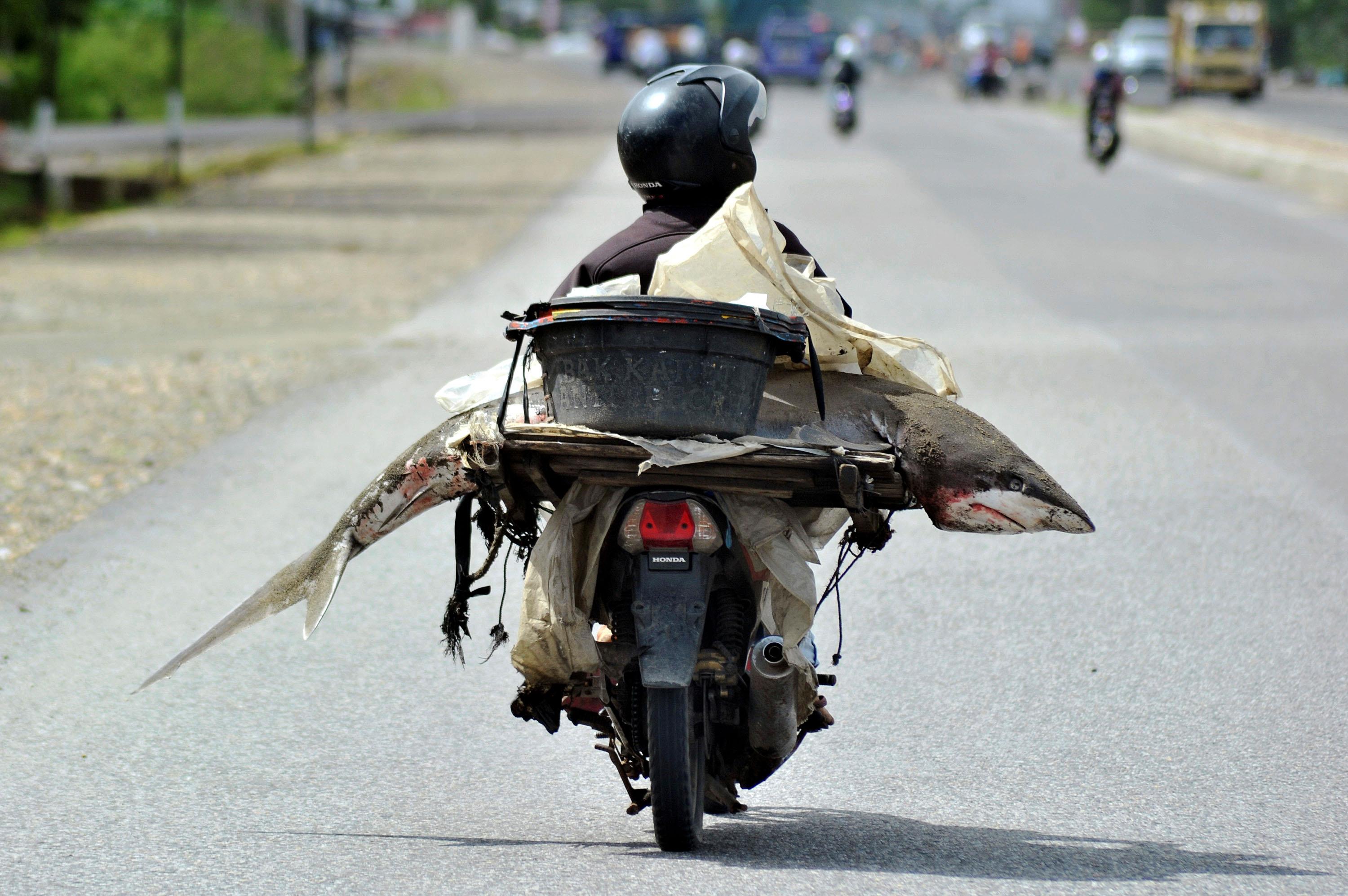 A fishmonger carries a shark on his motorcycle in Padang, West Sumatra