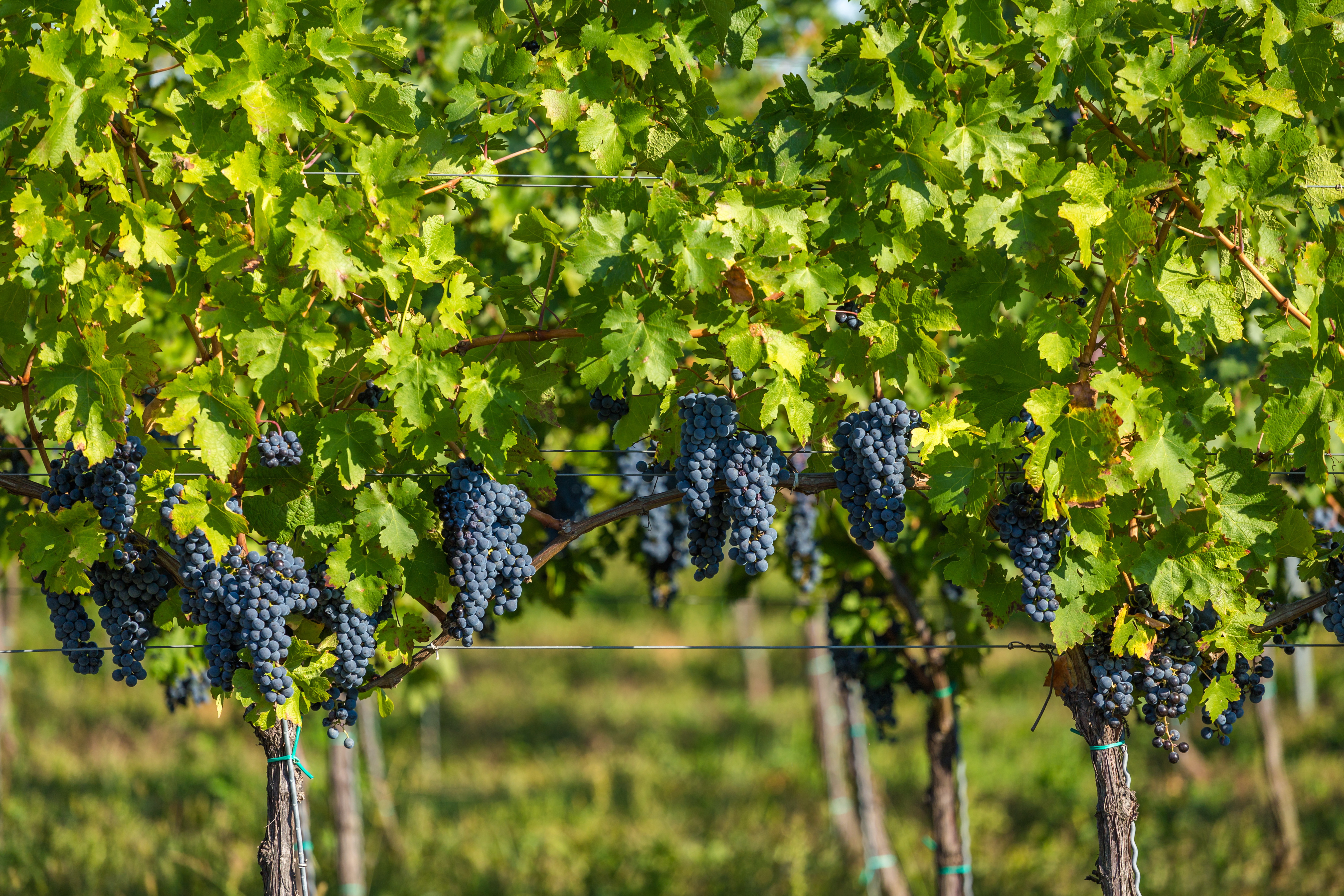 Herczeg Ágnes bormeséi: Medina Melinda, a magyar menyecske