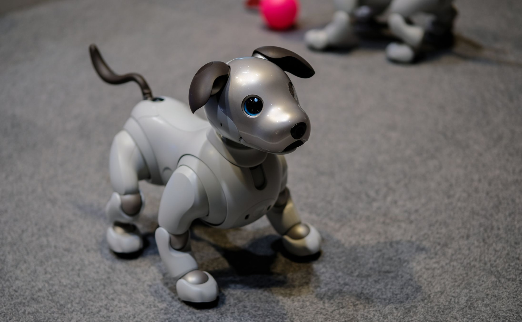 Aibo