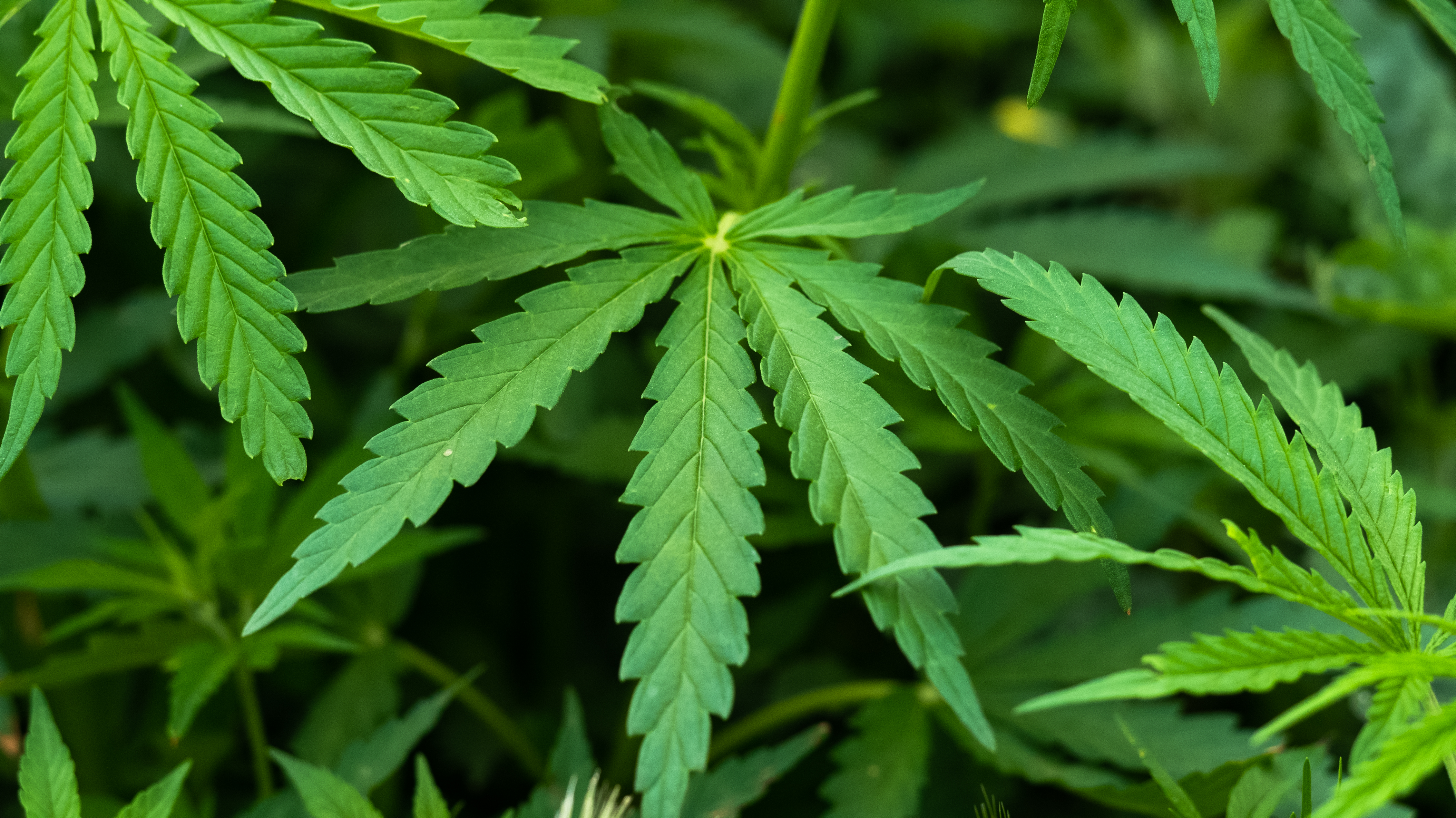 Bob Marley, Hitler, egy titkos térkép, meg a marihuána veszélyei... fűűű, várjunk csak, milyen nap is van ma?