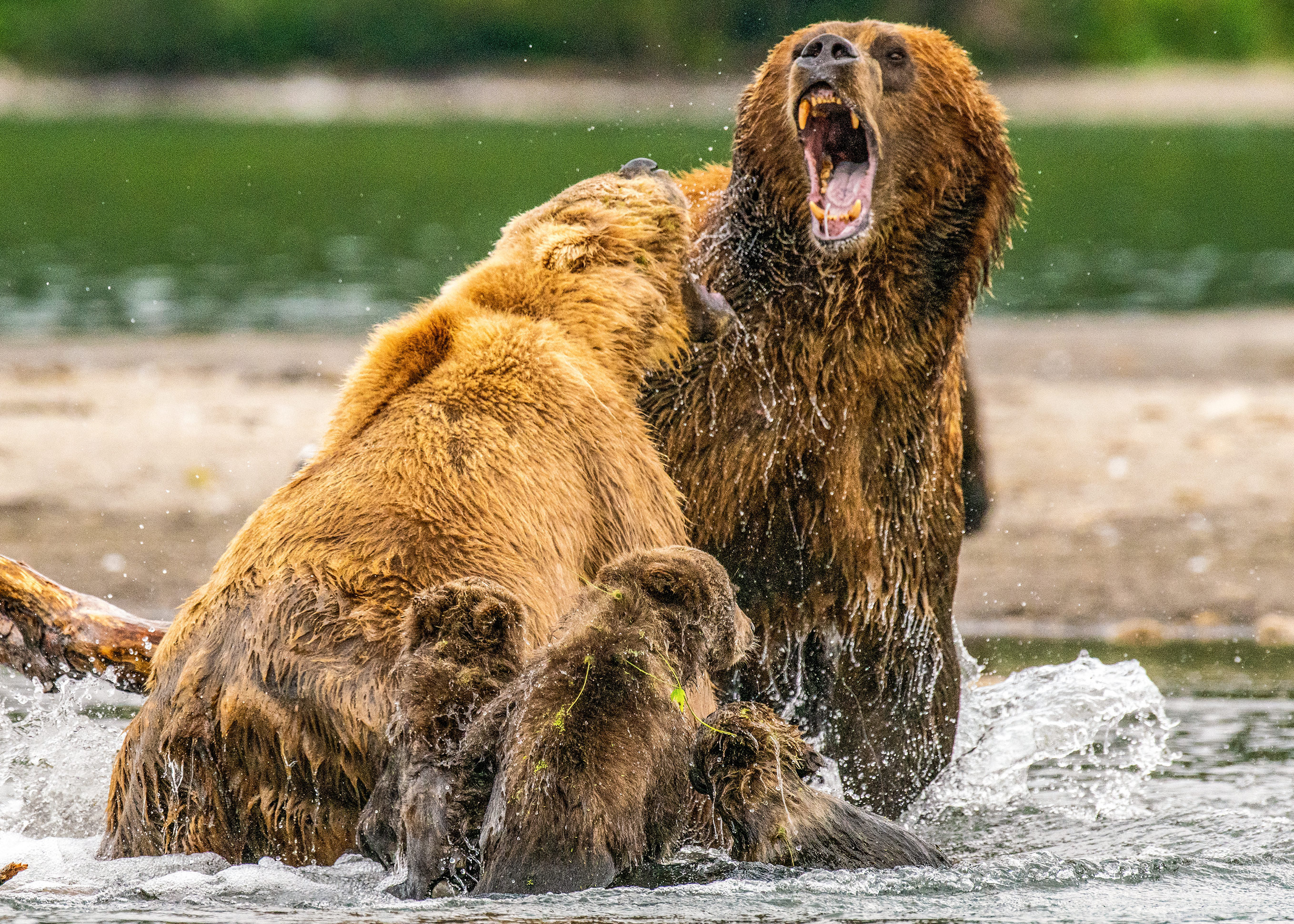 Bocs, de ez a mi területünk – Megverte a kamcsatkai medvét a bocsait védő mamamaci – fotók