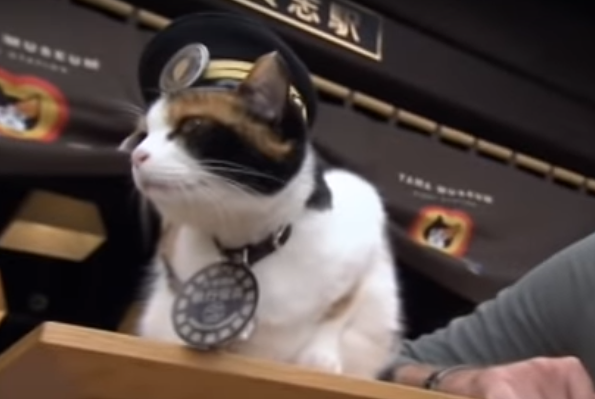 Japán első állomásfőnök-macskája a bezárástól mentette meg vasútvonalát -  Blikk