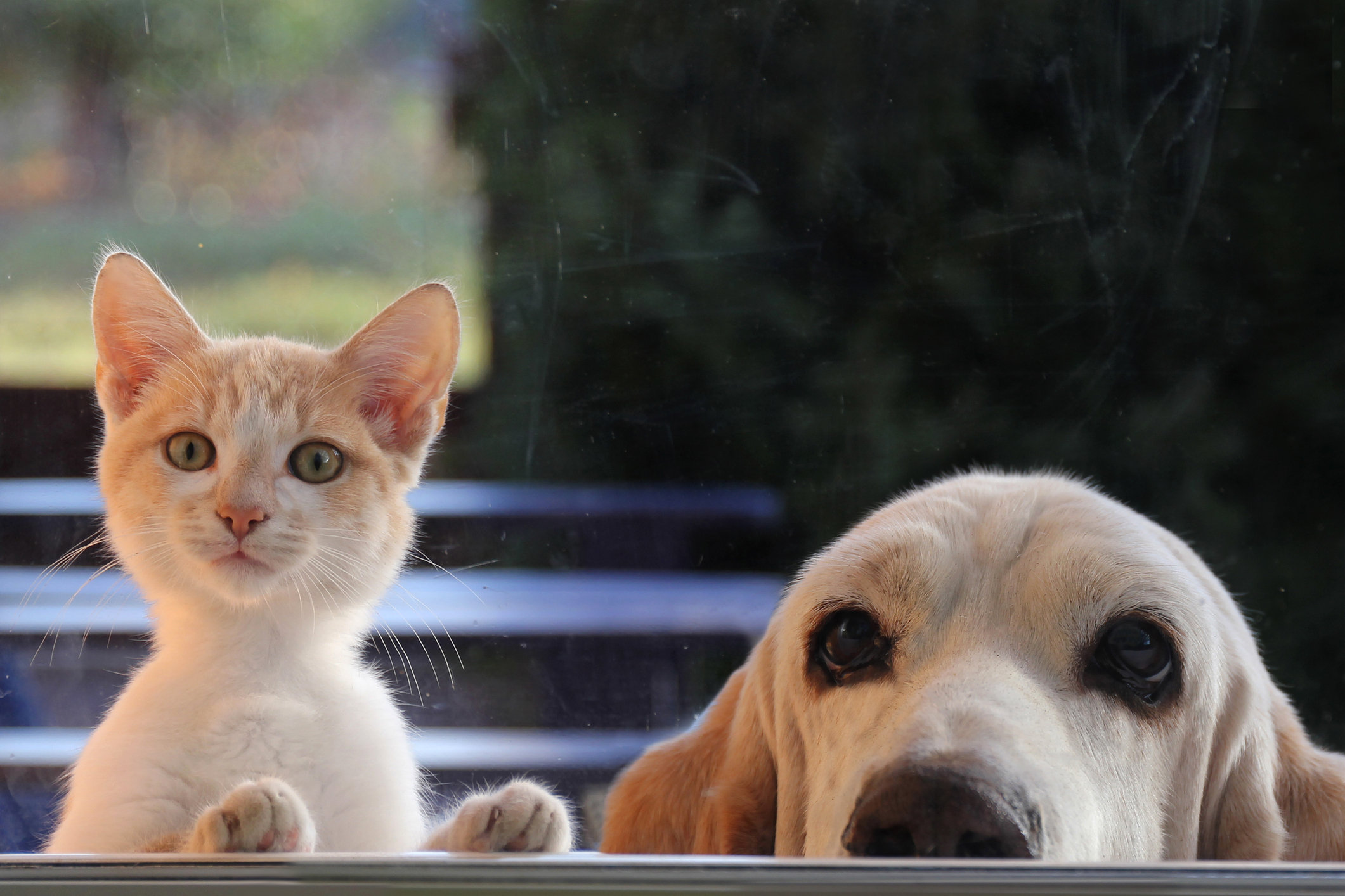Nálatok is mindig maszatos az ablak? Ha van macskád vagy kutyád, akkor erre  a filléres házi csodaszerre szükséged lesz ablaktisztításnál - kiskegyed.hu