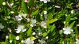 4. Mirt pospolity (Myrtus Communis)