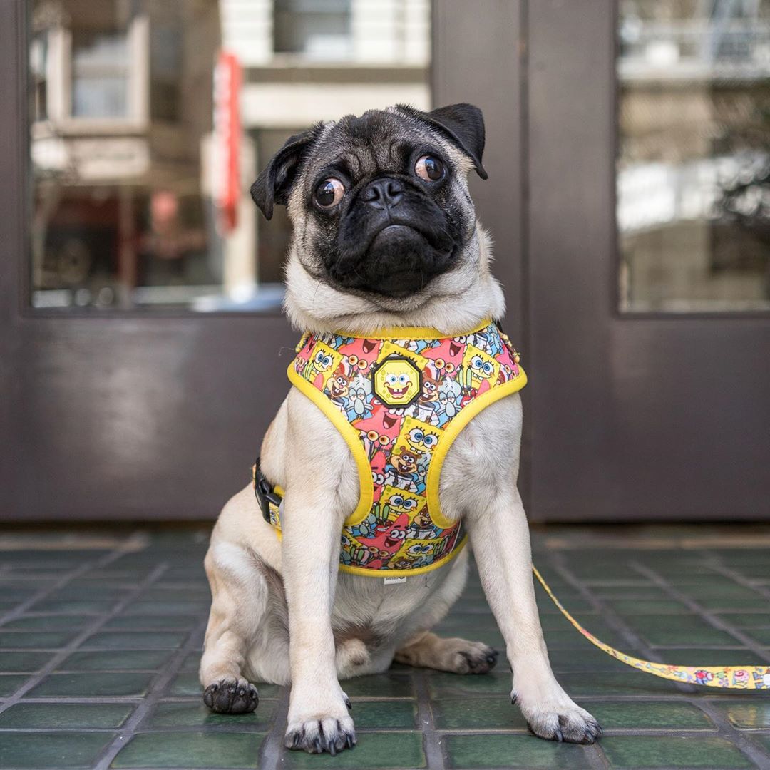 Most már nem csak ön, hanem a kutyája is rajonghat: menő Spongya Bob -  cuccok készültek a négylábúaknak - fotók - Blikk