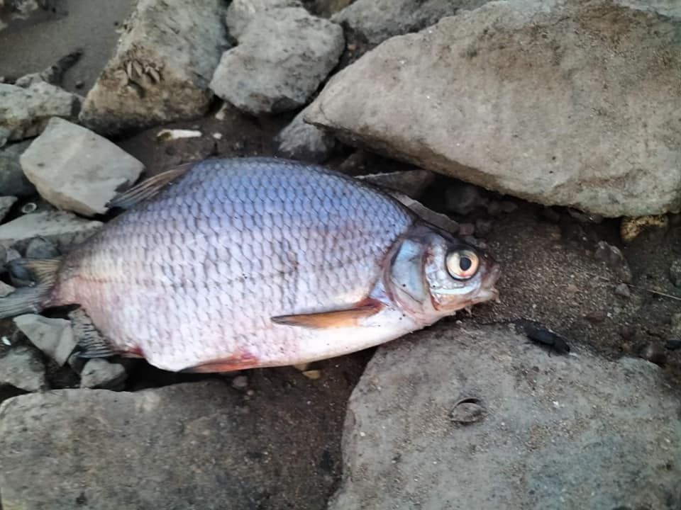Martwe ryby w Odrze