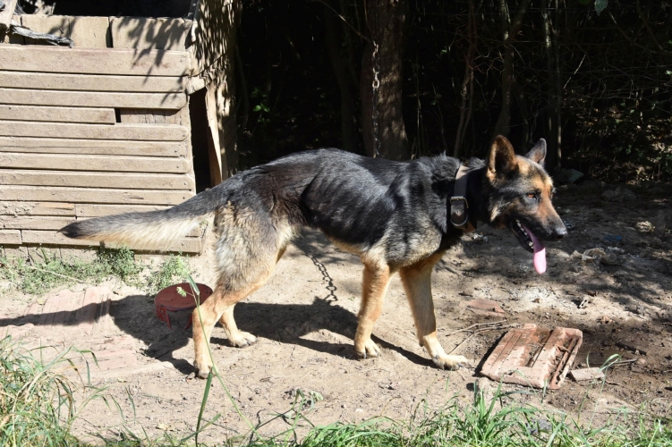 Ki képes ilyesmire? Hetekig élelem és víz nélkül hagyta kutyáit egy Veszprém vármegyei férfi