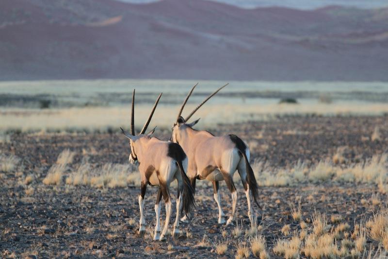 Namibia antylopy