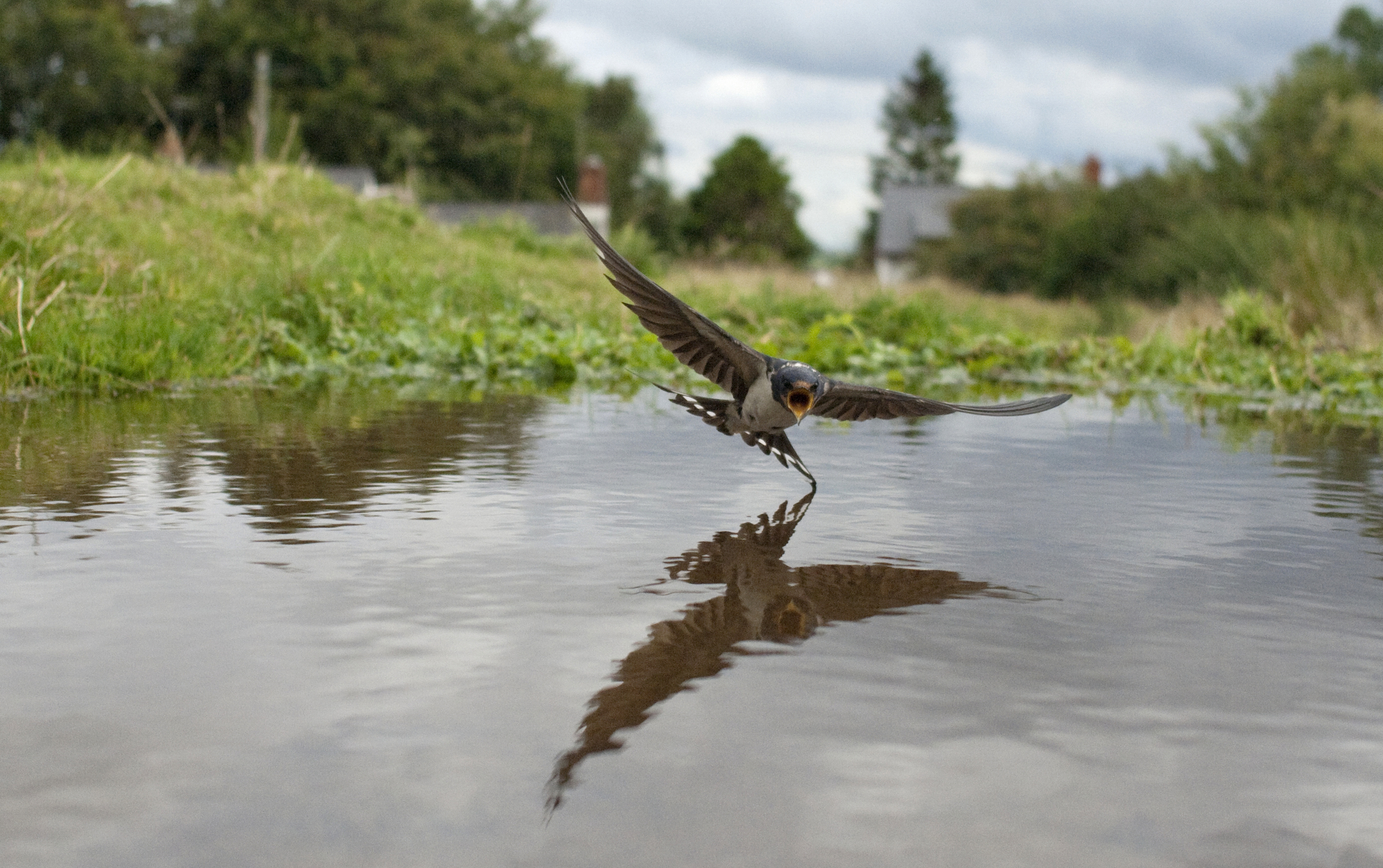 Ptaki w sytuacjach codziennych / fot. Michael W. Richards