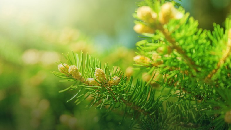 United Kingdom: the oldest tree changes the p & # x142; s & # x107;
