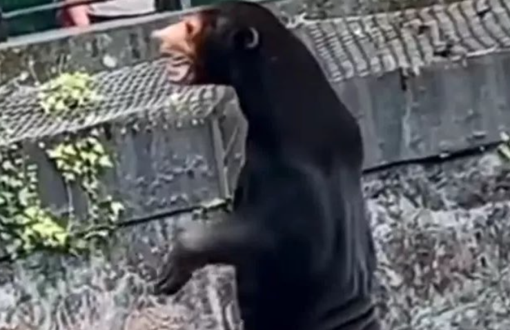 Medvejelmezbe bújt emberek vannak a kínai állatkertben? – Szavazás - Blikk