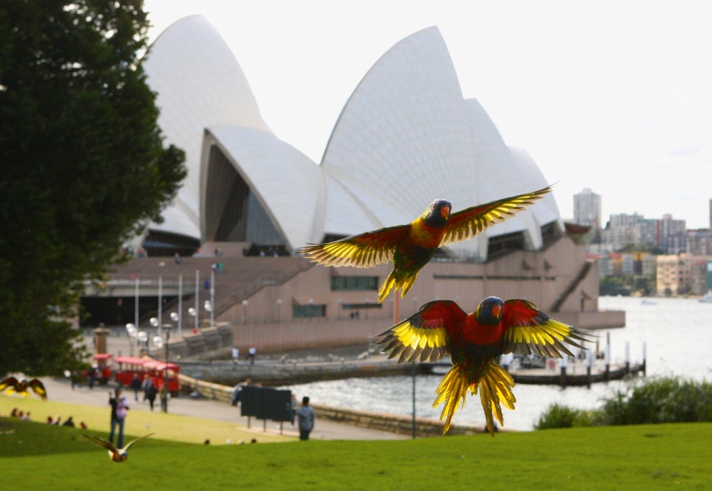 Kolorowe papugi w australijskim krajobrazie. W tle budynek opery w Sydney.