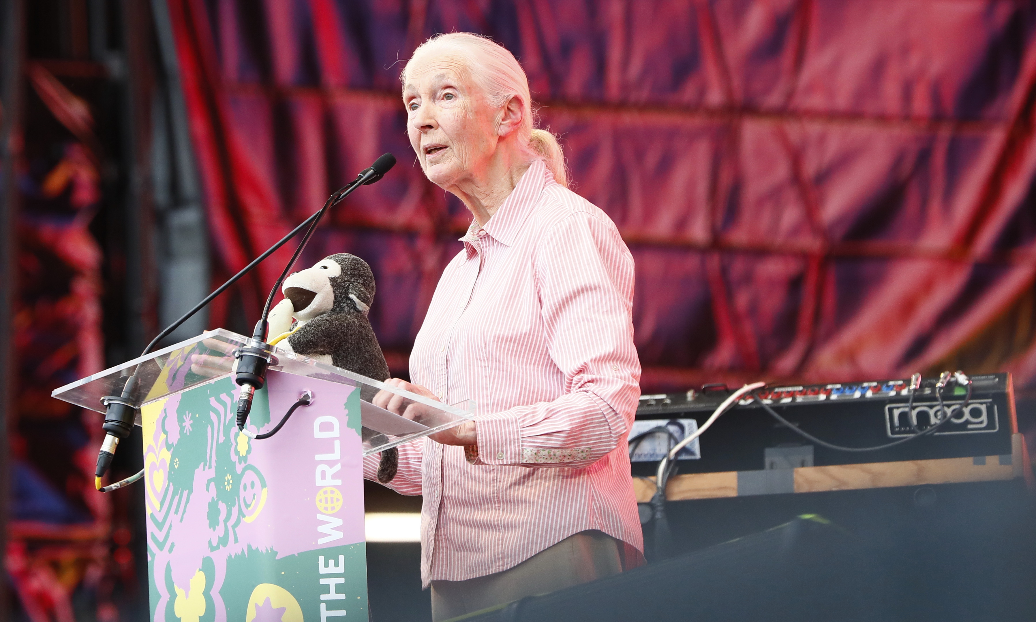 Hazánkba látogat Jane Goodall, a világhírű kutató, miután tavaly személyes üzenetet küldött a magyaroknak