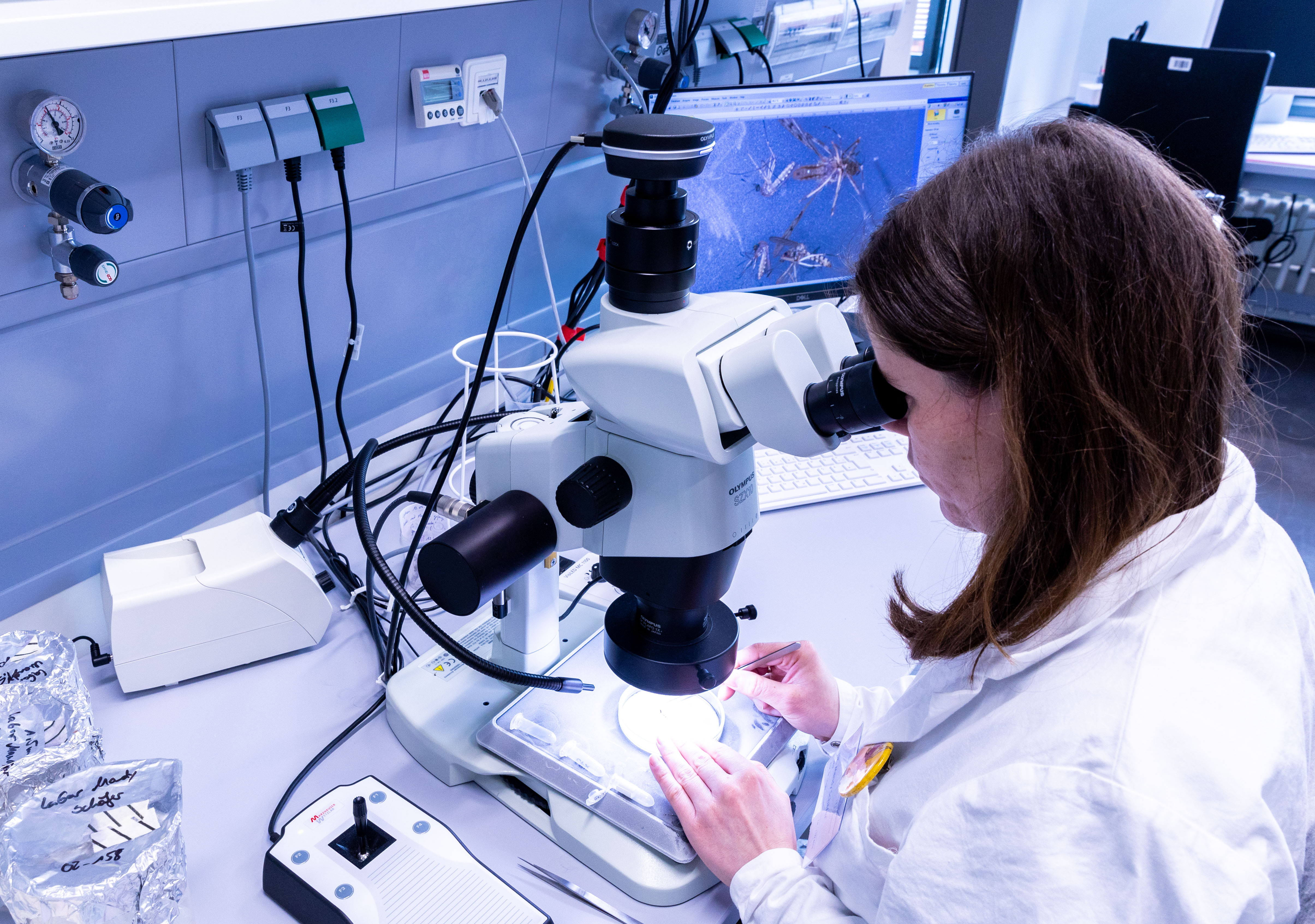 Kiderült, hogy veszélyesek-e hazánkban terjedő inváziós szúnyogok