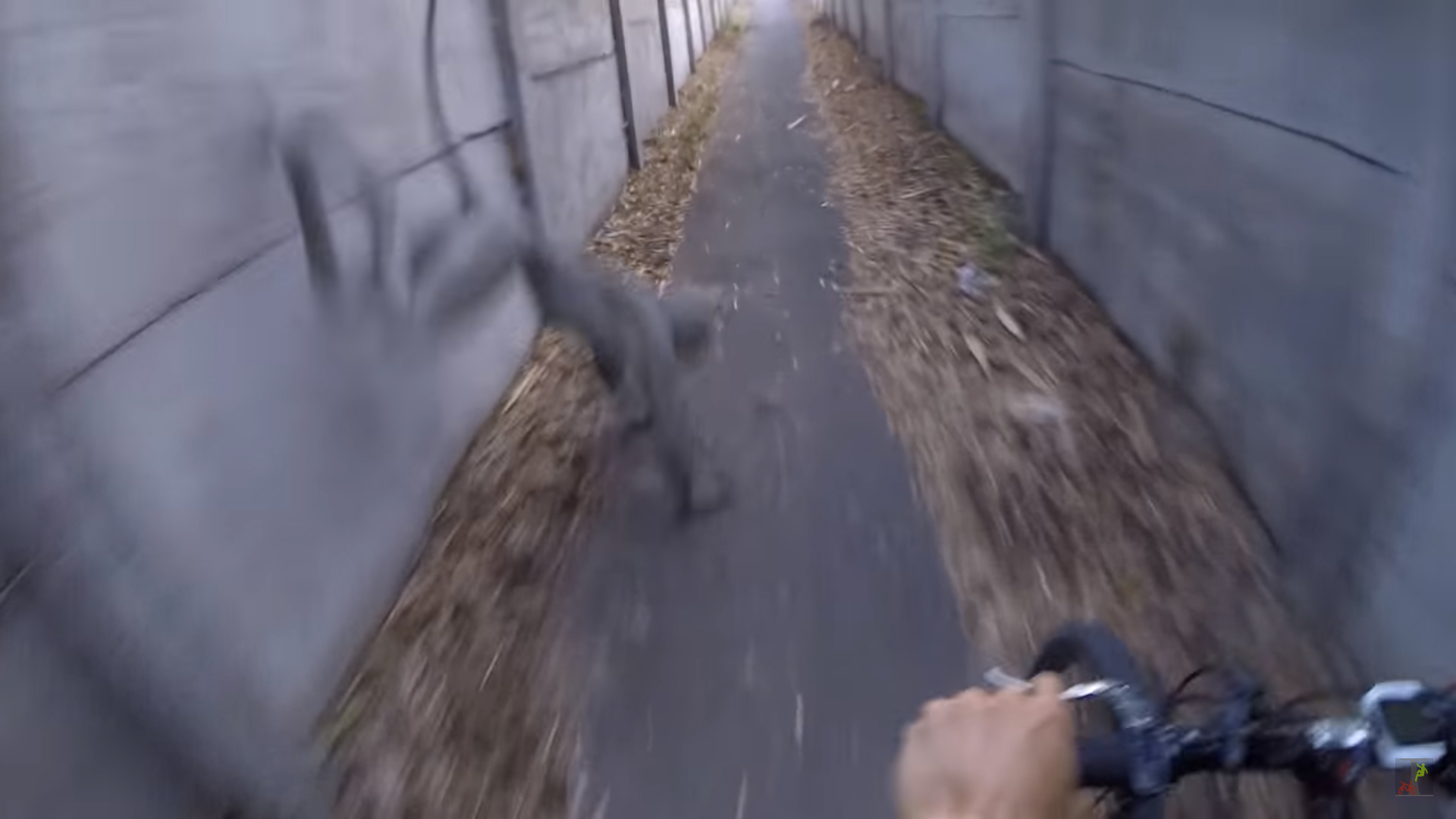 Hihetetlen videó, senki sem tudja mi lehet: Ijesztő lény ugrott egy biciklis  elé Abdán - Blikk